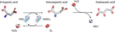 Human D-aspartate Oxidase: A Key Player in D-aspartate Metabolism